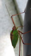 Shirakisotima japonica