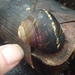 Helicobulinus sarcinosa - Photo (c) rhabdornis, algunos derechos reservados (CC BY-NC)