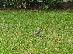 Passer domesticus