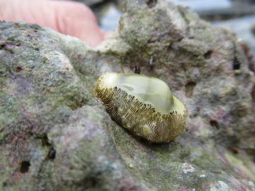 Cypraea moneta observed 2018-03-23