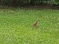 Passer domesticus
