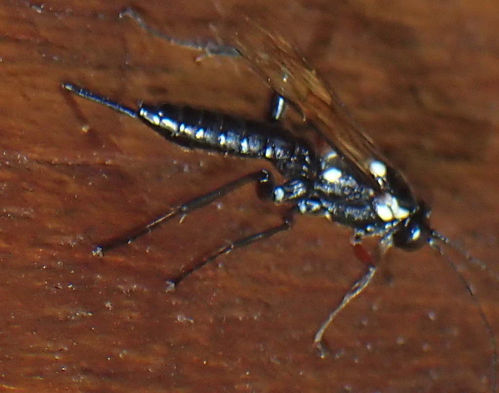 Pimpla arnoldi