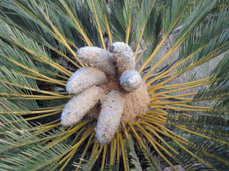 Encephalartos friderici-guilielmi