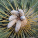 White-Haired Cycad - Photo (c) Marco Schmidt, some rights reserved (CC BY-NC-SA), uploaded by Marco Schmidt
