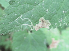 Amauromyza morionella