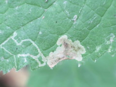 Amauromyza morionella