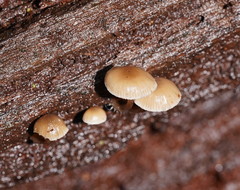 Mycena tuvara