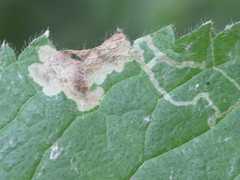 Amauromyza morionella