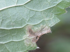 Amauromyza morionella