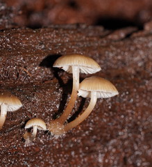 Mycena tuvara