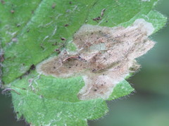 Amauromyza morionella