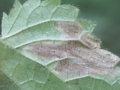 Amauromyza morionella