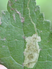 Amauromyza morionella