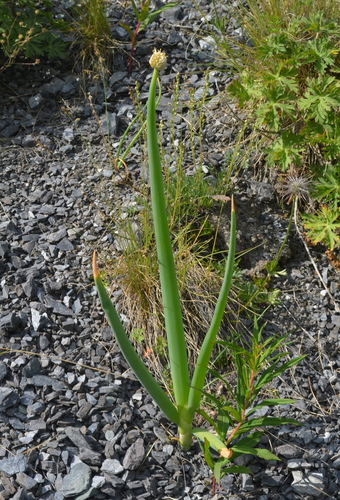 Image of Allium altaicum by (c) Dmitrii Ignatev, some rights reserved (CC BY)