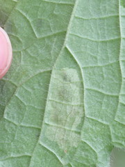 Amauromyza morionella