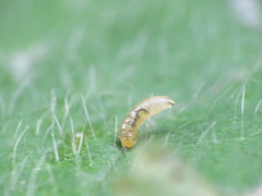 Amauromyza morionella