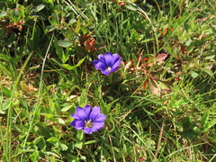 Gentiana pyrenaica