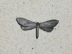 Idaea carvalhoi