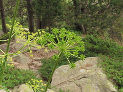 Molopospermum peloponnesiacum