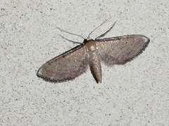 Idaea infirmaria