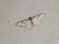 Idaea mustelata