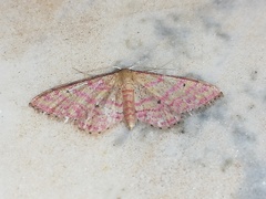 Idaea rhodogrammaria