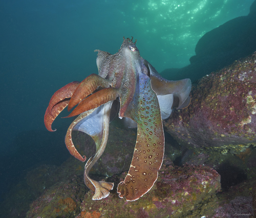Australian Giant Cuttlefish
