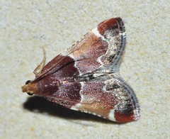 Pyralis lienigialis