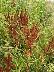 Rumex rossicus