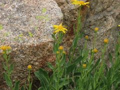 Senecio pyrenaicus