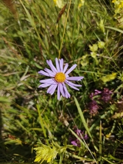 Aster alpinus