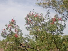 Grevillea heliosperma