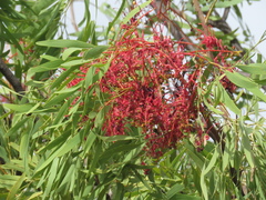 Grevillea heliosperma