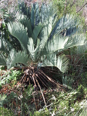 Encephalartos princeps