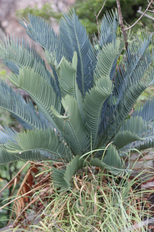 Kei Cycad