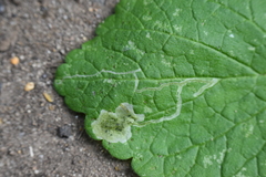 Amauromyza labiatarum