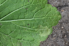 Amauromyza labiatarum