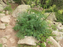 Molopospermum peloponnesiacum