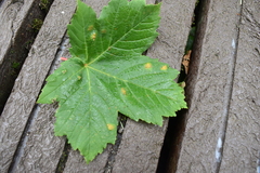 Aceria pseudoplatani