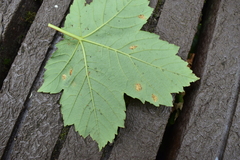 Aceria pseudoplatani