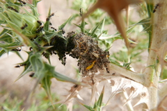 Crematogaster auberti