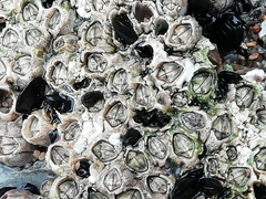 Austrominius modestus