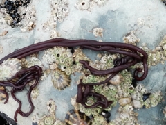 Nemalion elminthoides