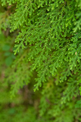 Selaginella labordei