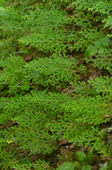 Selaginella labordei