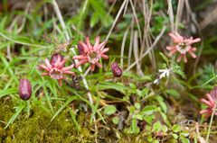 Silene morrisonmontana