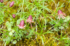 Silene morrisonmontana