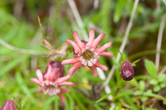Silene morrisonmontana