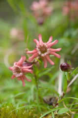 Silene morrisonmontana