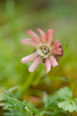 Silene morrisonmontana